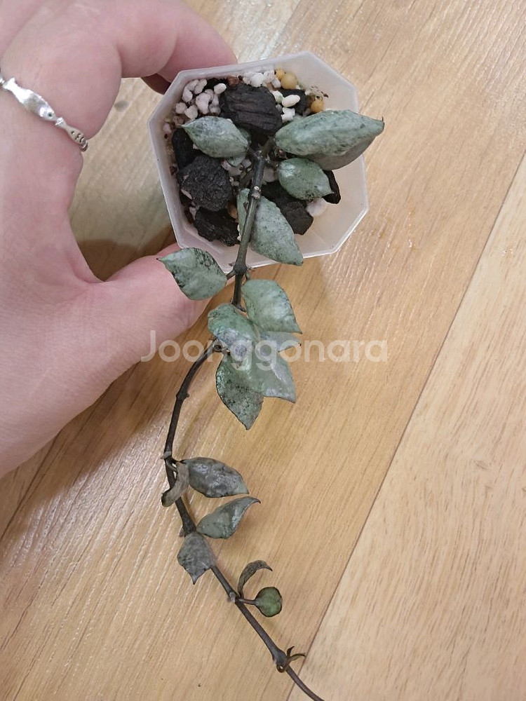 호야 라쿠노사바이올렛--0