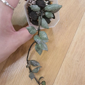 호야 라쿠노사바이올렛