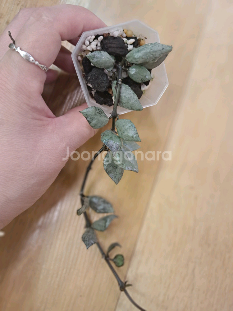 호야 라쿠노사바이올렛--1