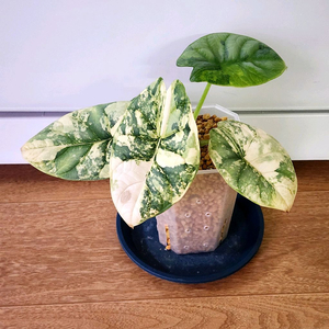 알로카시아 실버드래곤 팔아요