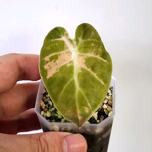 알로카시아 하트벌륜 옐로우 팔아요