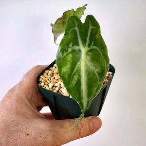 알로카시아 베놈 팔아요