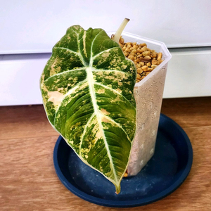 알로카시아 블랙벨벳 옐로우 팔아요