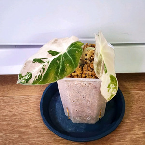 알로카시아 블랙벨벳 핑크 팔아요