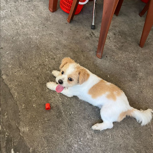 픽시 자전거 프레임