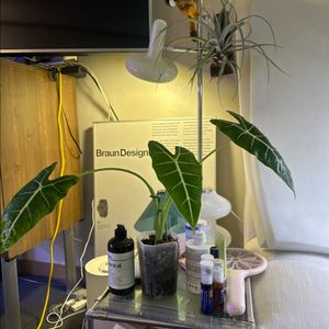 알로카시아 프라이덱