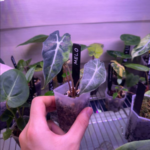 알로카시아 옐로우 거북 바리