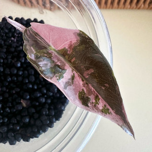 (무천) 알로카시아 찬트리에 핑크 바리