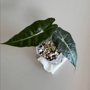 알로카시아 아마조니카(or베놈) 변이 (메숲카페 개체)