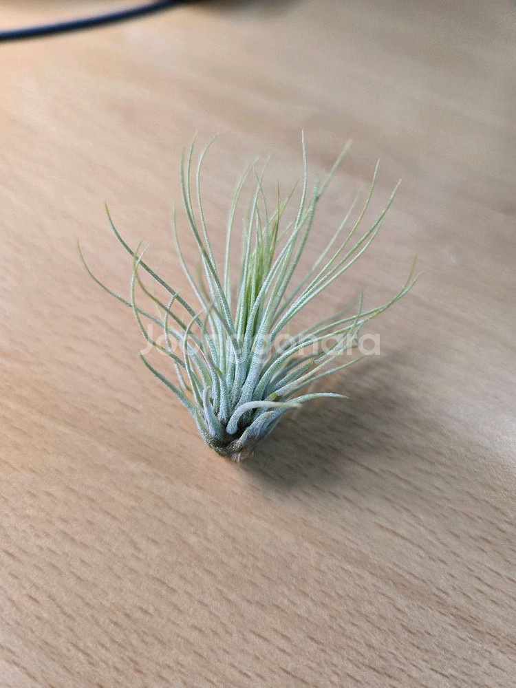 틸란드시아 안드레아나--0