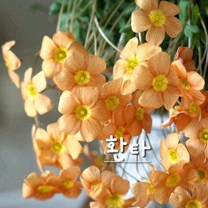 사랑초구근 ㅡ 환타