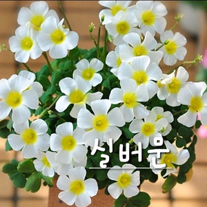 사랑초구근 ㅡ 실버문