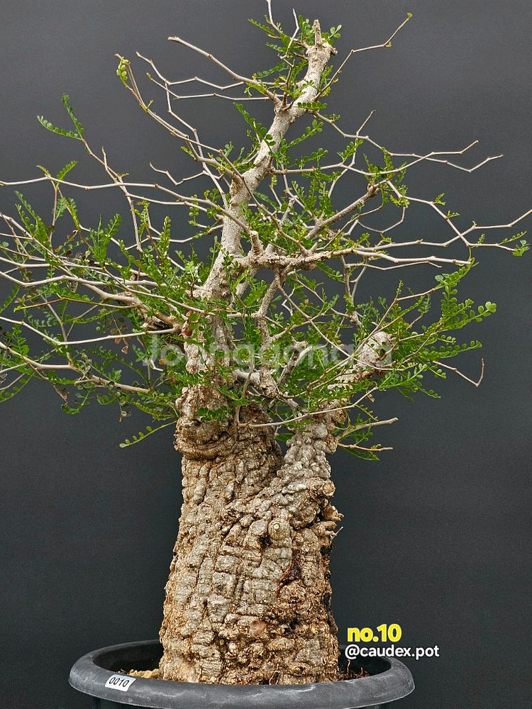 건강한 오퍼큐리카야 파키푸스 (아프리카식물/코덱스)--0