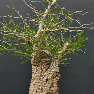 건강한 오퍼큐리카야 파키푸스 (아프리카식물/코덱스)