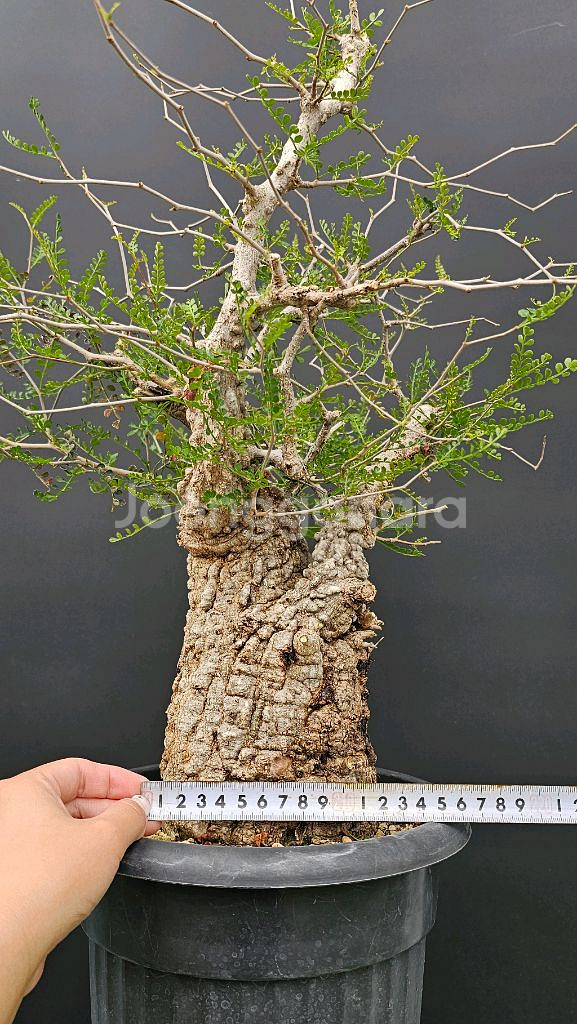 건강한 오퍼큐리카야 파키푸스 (아프리카식물/코덱스)--1