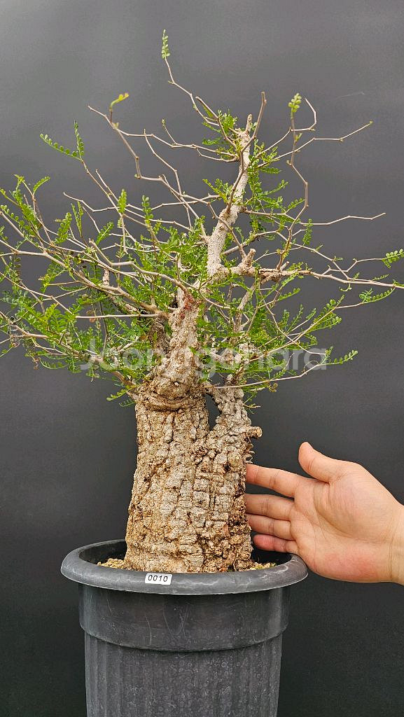 건강한 오퍼큐리카야 파키푸스 (아프리카식물/코덱스)--3