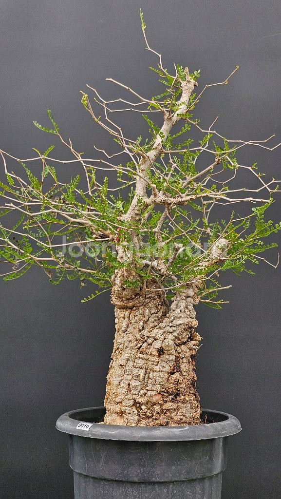 건강한 오퍼큐리카야 파키푸스 (아프리카식물/코덱스)--2