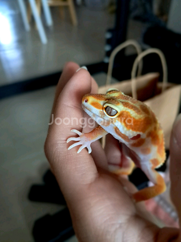 레오파드게코 선글로우 준성체 암컷 세트--0