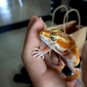 레오파드게코 선글로우 준성체 암컷 세트