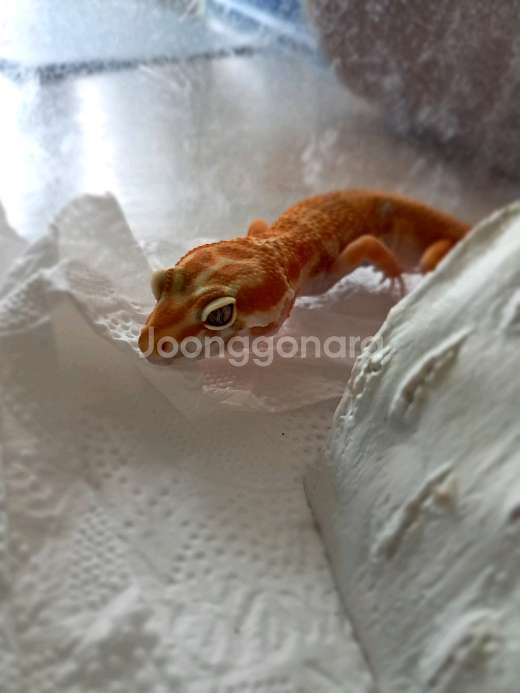 레오파드게코 선글로우 준성체 암컷 세트--1