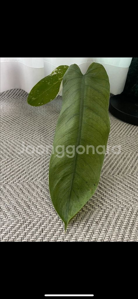 필로덴드론 호세부오노 바리에가타--0