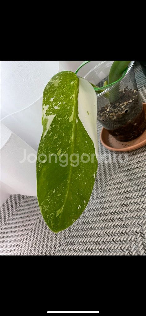 필로덴드론 호세부오노 바리에가타--1