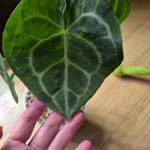 안스리움 클라리네비움 잎5장