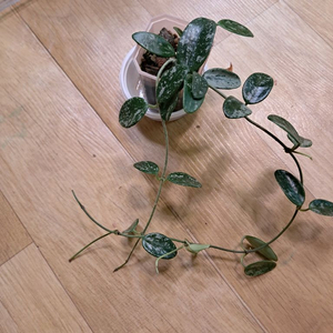 호야 리마스플래쉬라운드폼