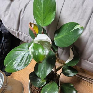 필로덴드론 화이트나이트