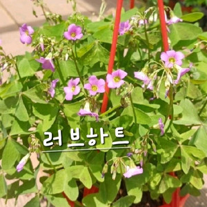 사랑초구근 ㅡ 러브하트