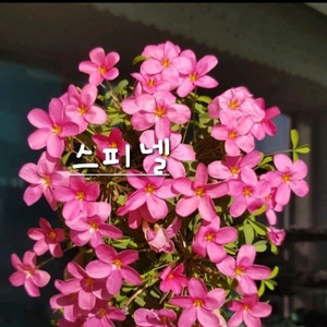 사랑초구근 ㅡ 스피넬