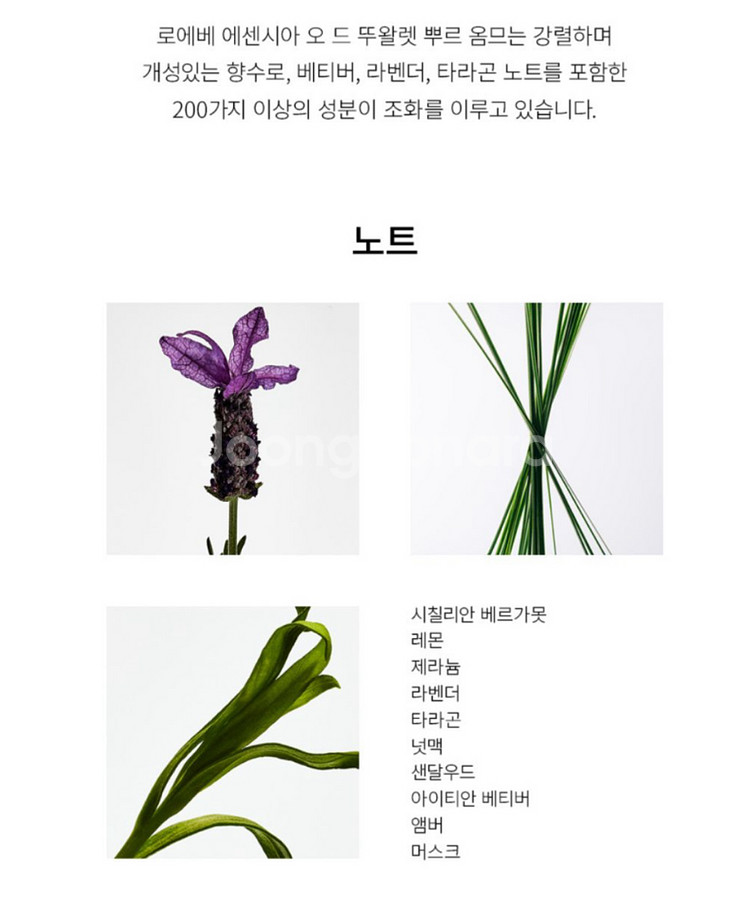 로에베 향수--7