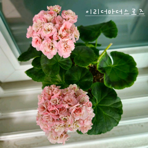 이리더마더스로즈제라늄