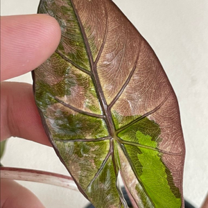 알로카시아 플럼배 니그라