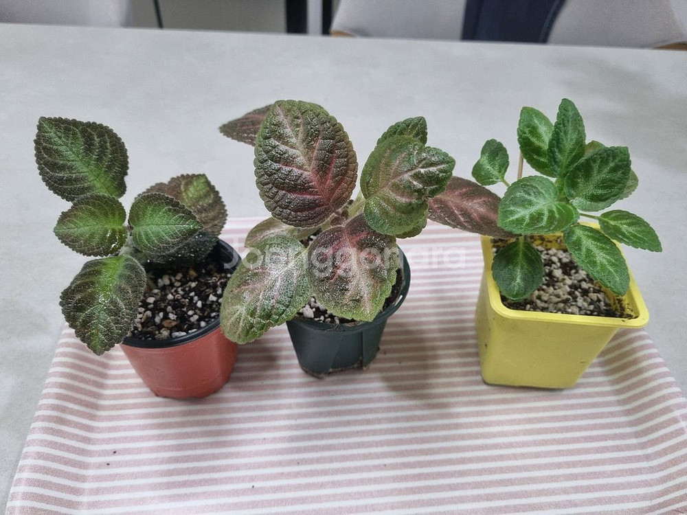 에피스시아3종(피카소,핑크아카쥬, 페이데드쟈드)--0