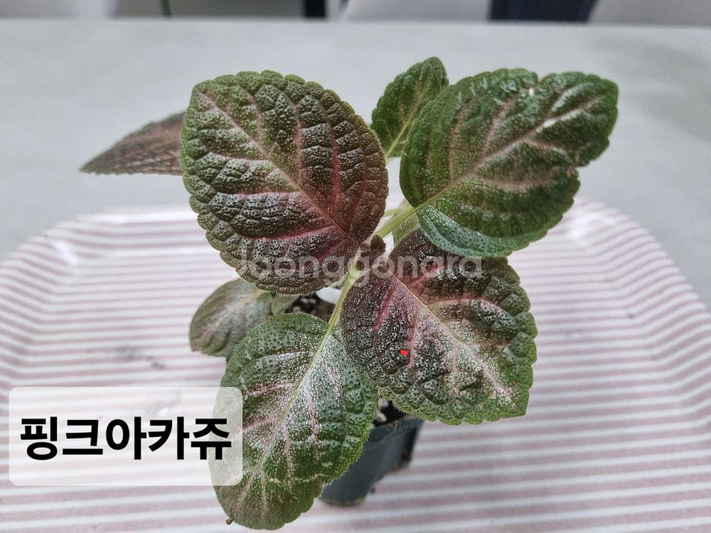 에피스시아3종(피카소,핑크아카쥬, 페이데드쟈드)--2