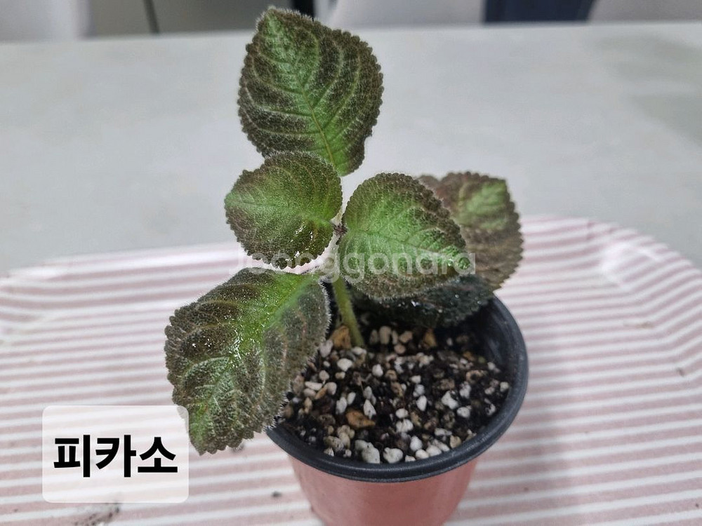 에피스시아3종(피카소,핑크아카쥬, 페이데드쟈드)--1