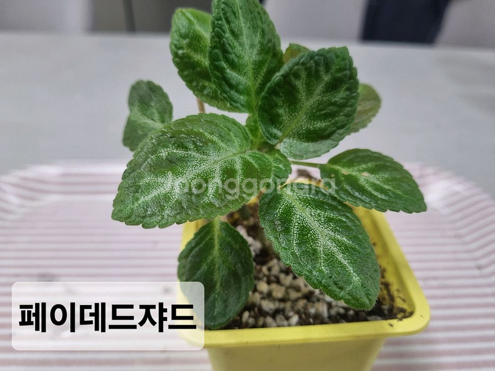 에피스시아3종(피카소,핑크아카쥬, 페이데드쟈드)--3