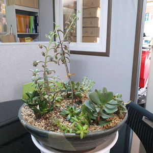 다육이 식물, 다육이 화분(부산 직거래)
