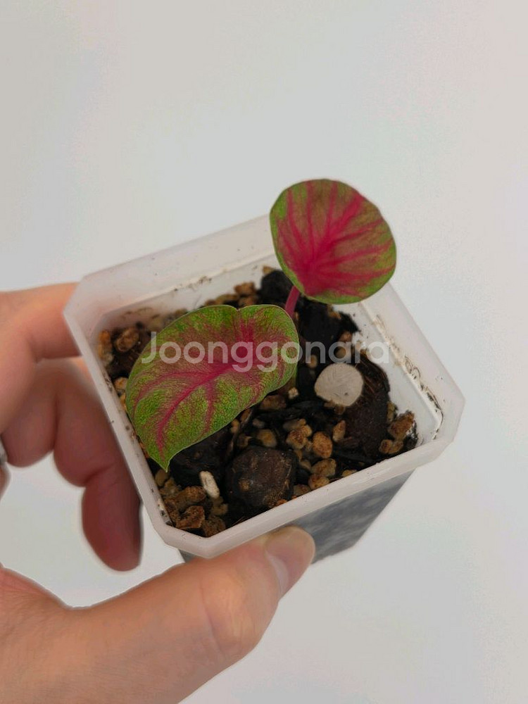 칼라디움 레드컵--0