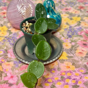 호야 마틸드