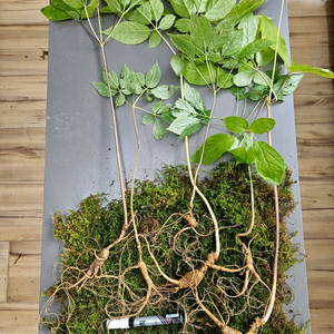 산삼 자연산