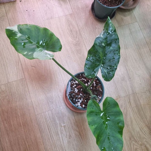 알로카시아 오키나와