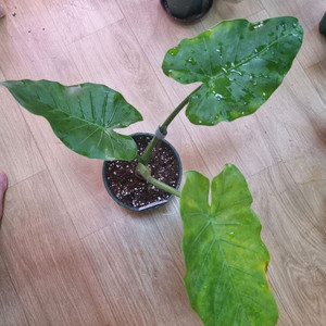 알로카시아 오키나와