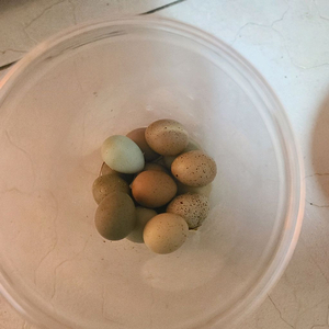 미니메추리 종란 분양 이미지