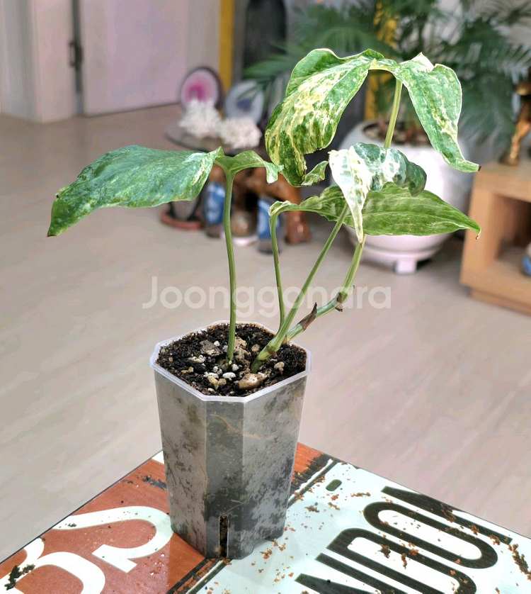 아미드리움 지펠리아넘 바리에가타와는--1
