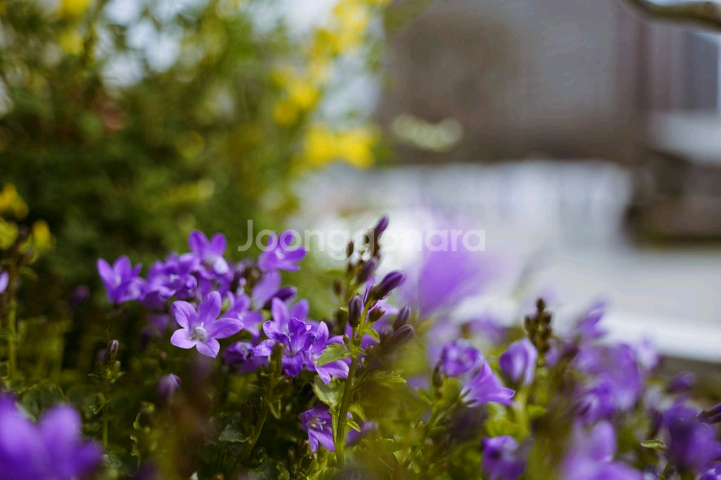 삼양 50mm F1.4 50.4 AF II (2세대)--5