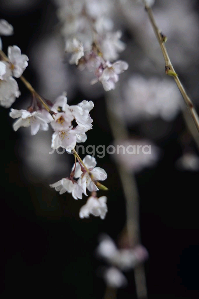 삼양 50mm F1.4 50.4 AF II (2세대)--8