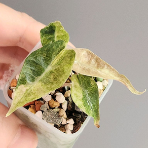 알로카시아 스플래쉬 트리컬러