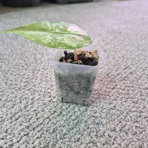 알로카시아 핑크드래곤 화이트 알보 바리에가타 (자구묘)